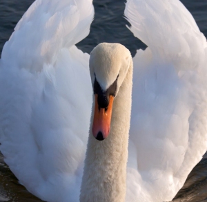 From Dogs to Swans